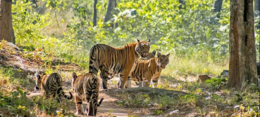 Good news: Jabalpur's Bhedaghat and Satpura Tiger Reserves join UNESCO list