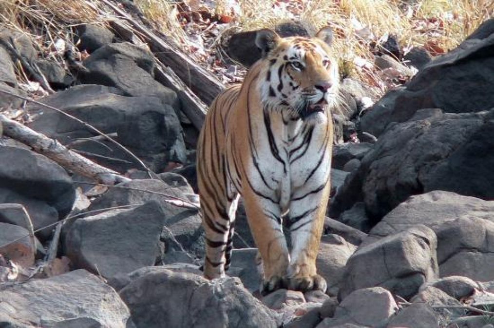 Corona affected Satpura Tiger Reserve, entry of tourists closed