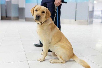 Trained dogs can sniff out Covid-19-positive samples: Report