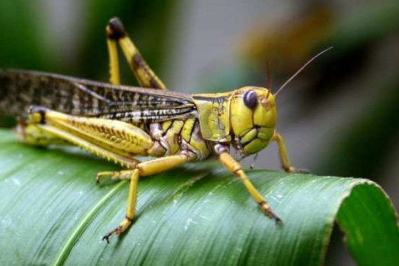 Locust swarm arrived in these states to attack crops
