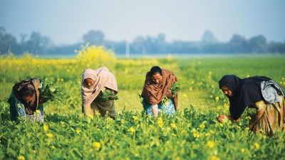 पंजाब : क्या बिना मजदूर धान की बुआई का मिल गया है रास्ता ?