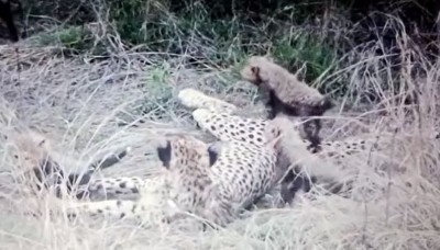 Bad news from MP, another cheetah died in Kuno National Park
