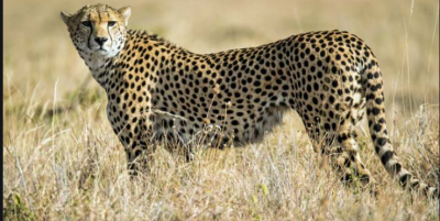 MP Govt: Cheetah to be re-introduced from Africa in November