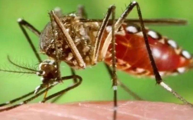 Dengue-Chikungunya havoc with corona in Delhi, 25 cases registered so far
