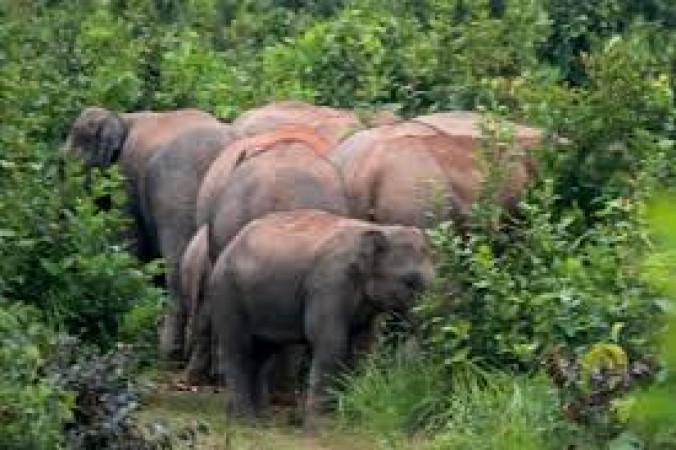 Elephant creates panic in Chila Colony, takes life of an elderly person