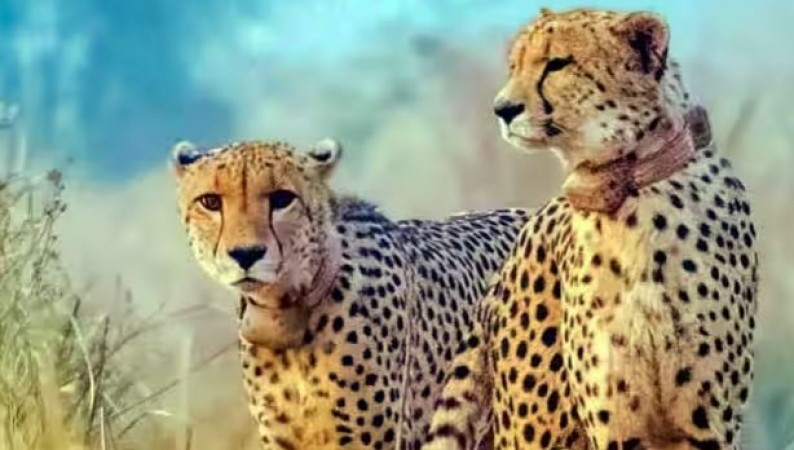 South African expert gave this warning on the death of cheetahs in MP