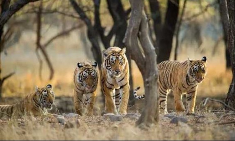 The wildlife of 'Rajasthan' is very colorful, from the roar of lion to the roar of Cuckoo, everything is here