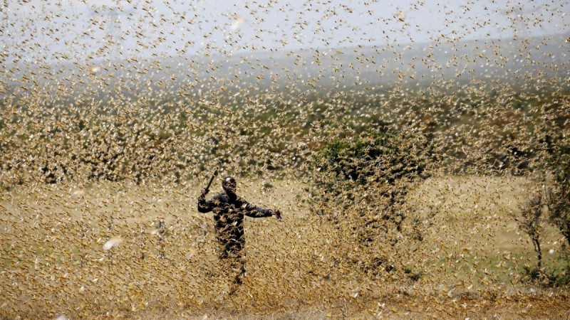 10 lakh locusts created chaos, spoiling crops