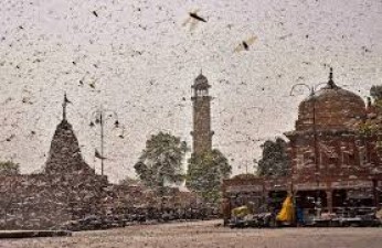 After Rajasthan, locusts' on UP's way, government continues high alert