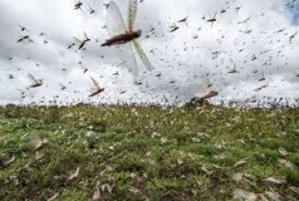 Rural people found a new way to drive away locusts