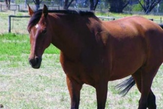 Eight horses died in Betma, symptoms of this disease were seen