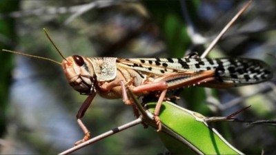 No response from Pak over proposal for joint operations against locust swarms