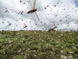 Locust attack becomes big problem for farmers