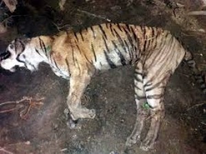Tigress found died in Corbett Tiger Reserve Park