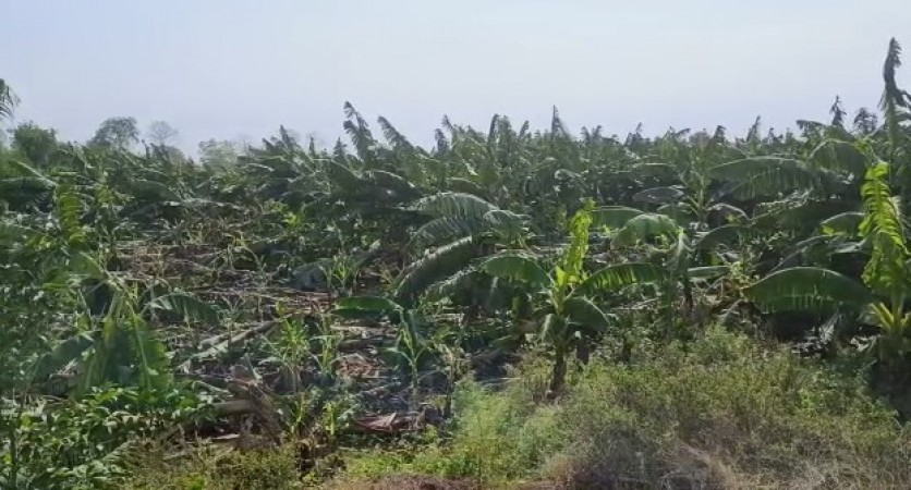 बारिश और ओलावृष्टि से किसानो की फसले हुई बर्बाद, केले की फसल को हुआ अधिक नुकसान