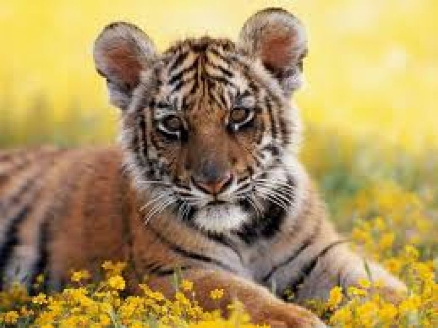 Tiger cub died in Pench Tiger Reserve, second accident in ten days