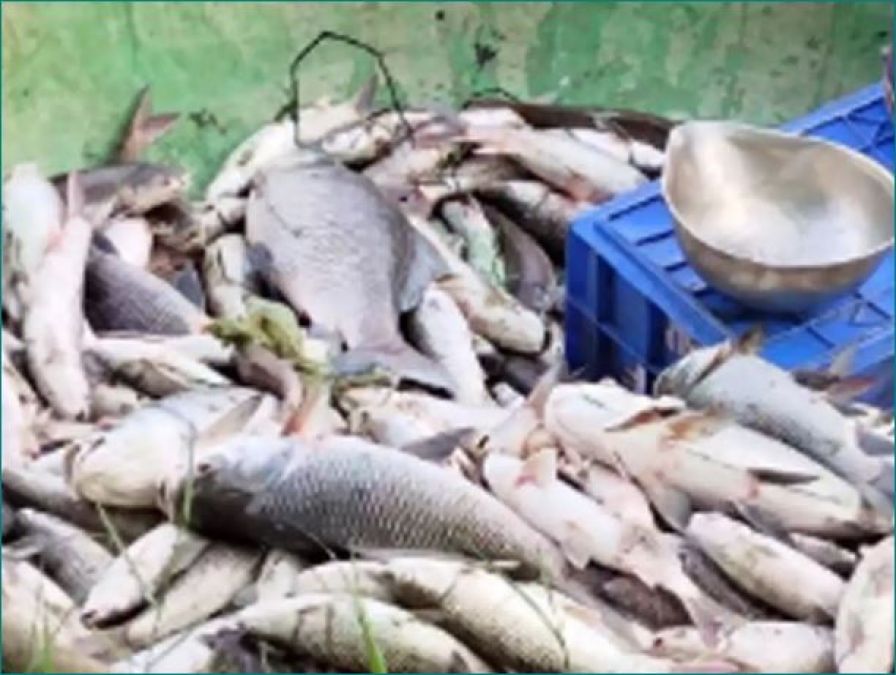 बेंगलुरु की झील में 50 हज़ार मछलियों की रहस्यमयी मौत, स्थानीय लोगों में दहशत