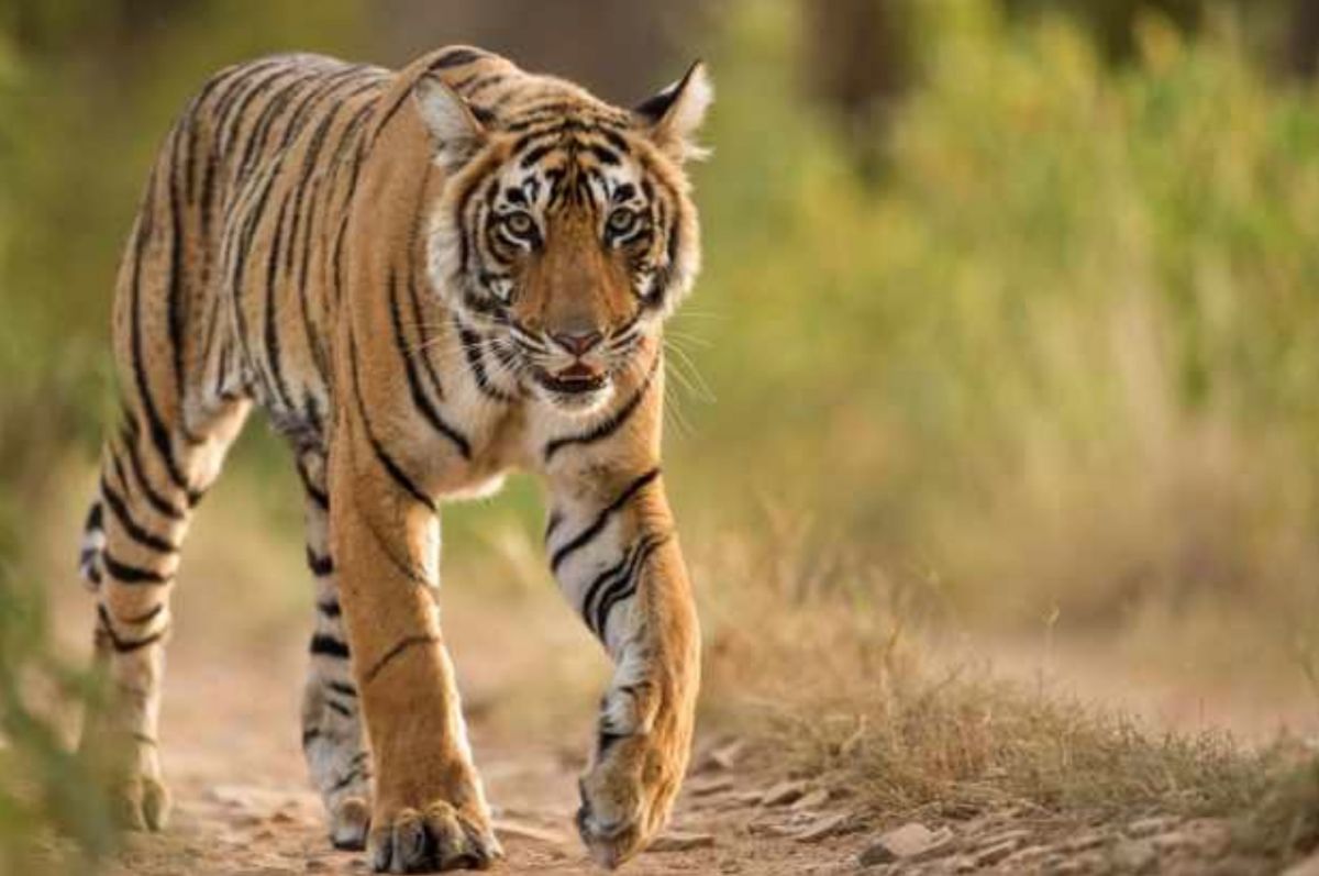 Tiger cub died in Pench Tiger Reserve, second accident in ten days