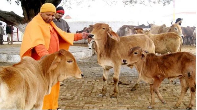 Yogi government will register FIR against those who leave the cow destitute when they stop giving milk.