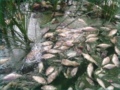 बेंगलुरु की झील में 50 हज़ार मछलियों की रहस्यमयी मौत, स्थानीय लोगों में दहशत