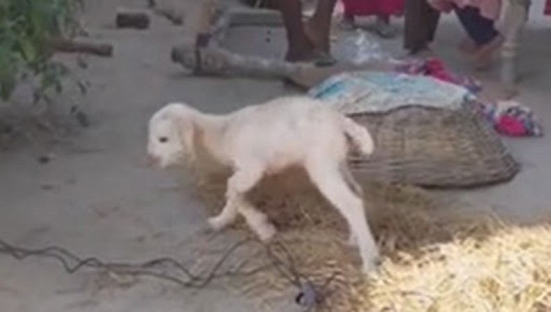 बिहार में कुत्ते ने जन्मा बकरी जैसा बच्चा, देखने को उमड़ी लोगों की भीड़