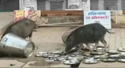 राजस्थान: इंदिरा रसोई में बर्तन चाटते दिखे सूअर, इन्ही थालियों में भोजन करते हैं गरीब