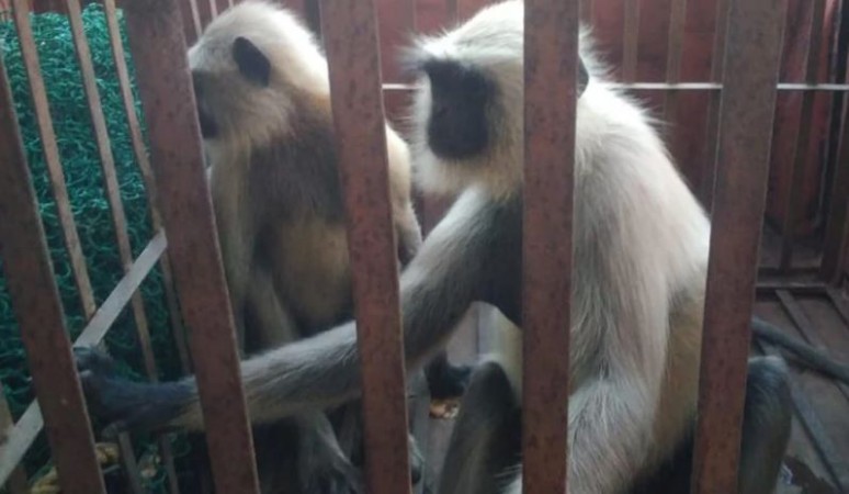 Durg in panic due to terror of monkeys, 10 people injured