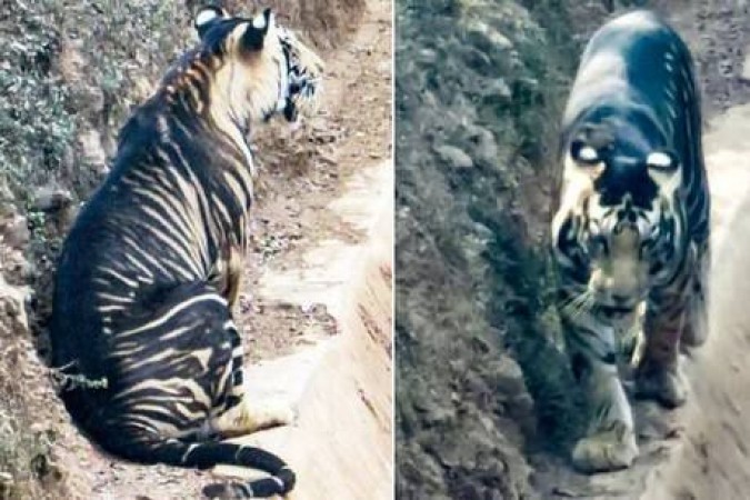 ओडिशा में देखा गया अत्यंत दुर्लभ बाघ, कैमरे में कैद हुईं तस्वीरें