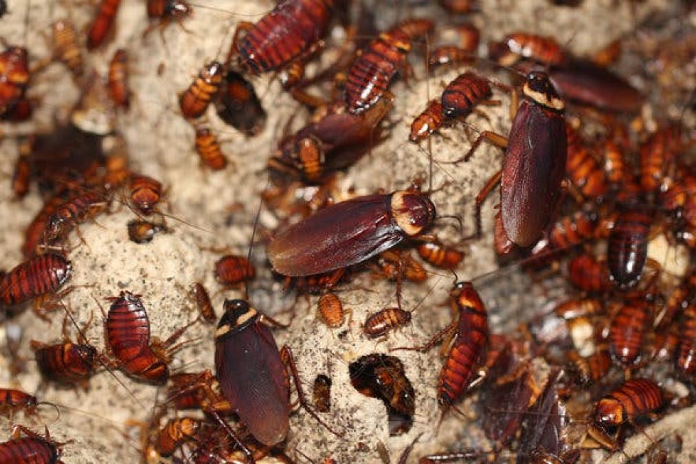 Follow these tips to get rid of cockroaches