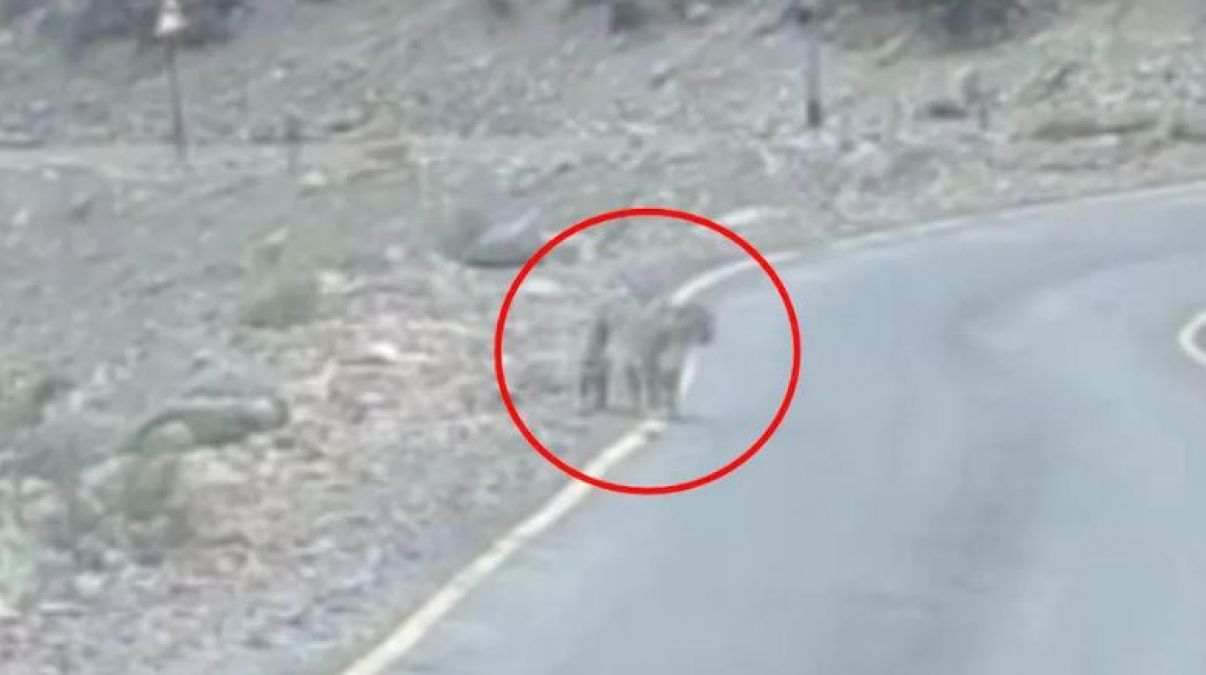 Rare species of snow leopards spotted on road, see these photos