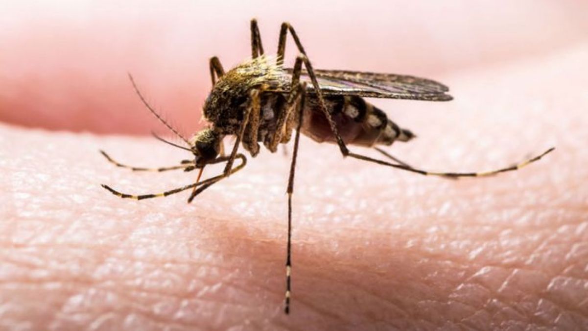Dengue wreaks havoc in  Nepal, number of patients increased