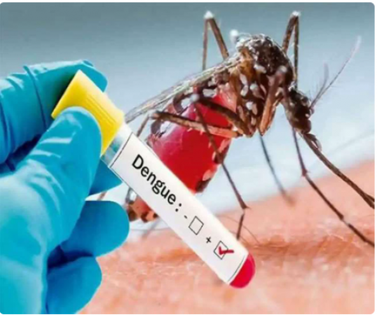 The fear of dengue is increasing rapidly in Rajasthan, 50 deaths so far.
