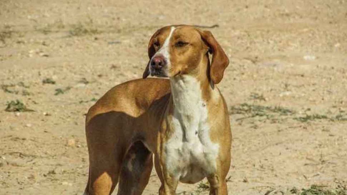 Terror of stray dogs in Chitrakoot, bites 5 villagers along with SHO
