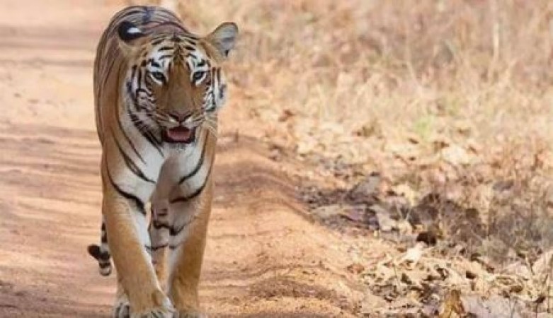 Man died after seeing Tiger who went on a morning walk