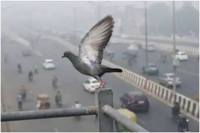 दिल्ली-NCR में बढ़ रहा है ज़हरीली हवा का प्रकोप, 73% घरों में लोग हुए बीमार