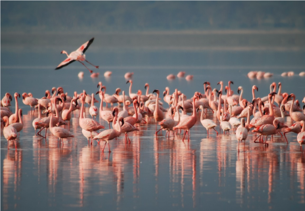 Mysterious death of thousands of migratory birds in Sambhar lake, investigation continues
