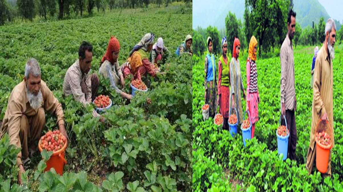 जम्मू कश्मीर: किसानों के आए अच्छे दिन, मोदी सरकार ने बनाया ये प्लान