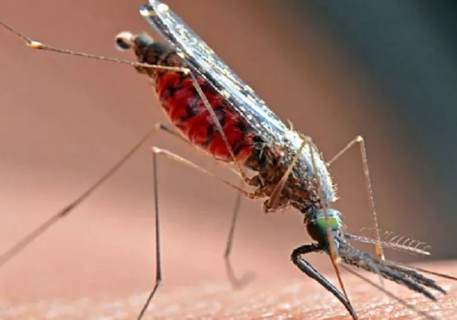 Dengue! Having low platelets can also be dangerous