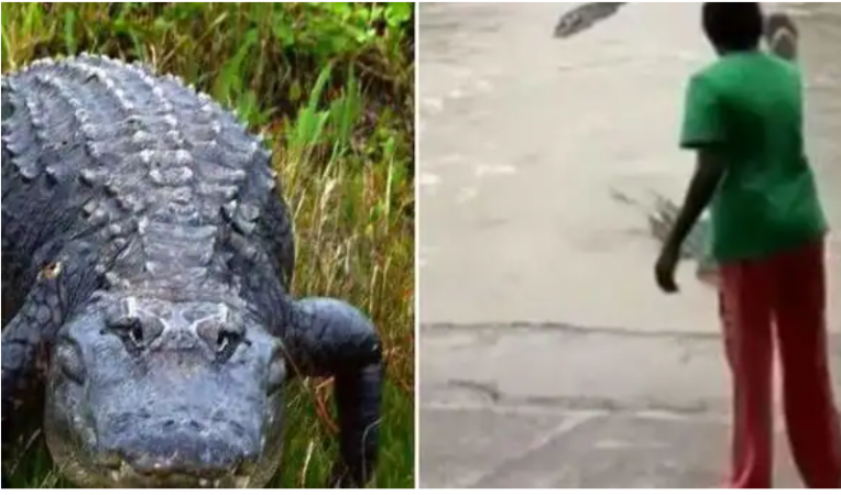 Woman removed something that scared crocodile