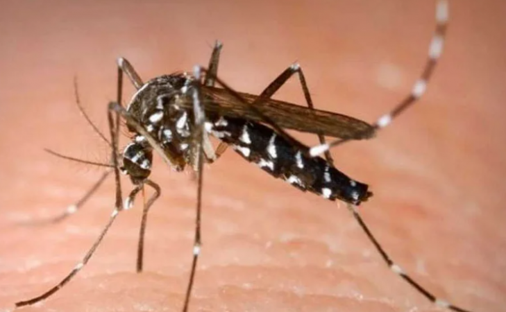 Rajasthan hit by dengue after corona, more than 30 people killed so far