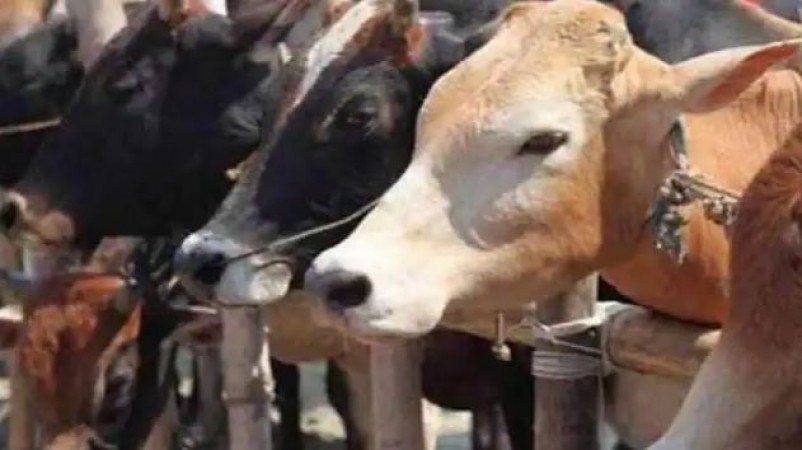 Cow smugglers created ruckus on the road, threw cows from moving vehicles