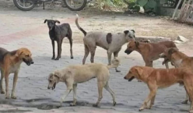 'People will be able to feed stray dogs', court orders