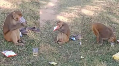 Monkey seen partying, you'll be surprised to see what he did after drinking alcohol