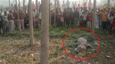 A Giant crocodile entered this village of UP, stuck people's breath