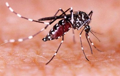 Zika virus hits UP, 140 infected