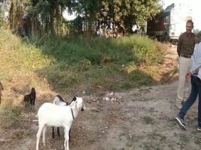 बकरियां चराती नजर आई पुलिस, हैरान कर देने वाला है मामला