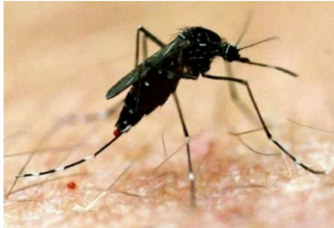 OMG! Dengue reaches the brain, doctor dies in Delhi
