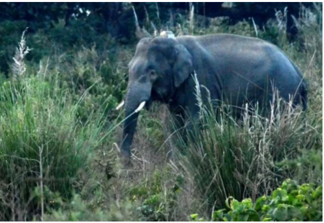 धान काटने गए युवक पर जंगली हाथी ने किया हमला, हो गई मौत