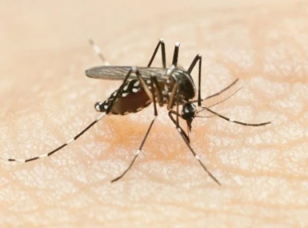 हरियाणा में बेकाबू हुआ डेंगू , रोजाना सामने आ रहे इतने मामले