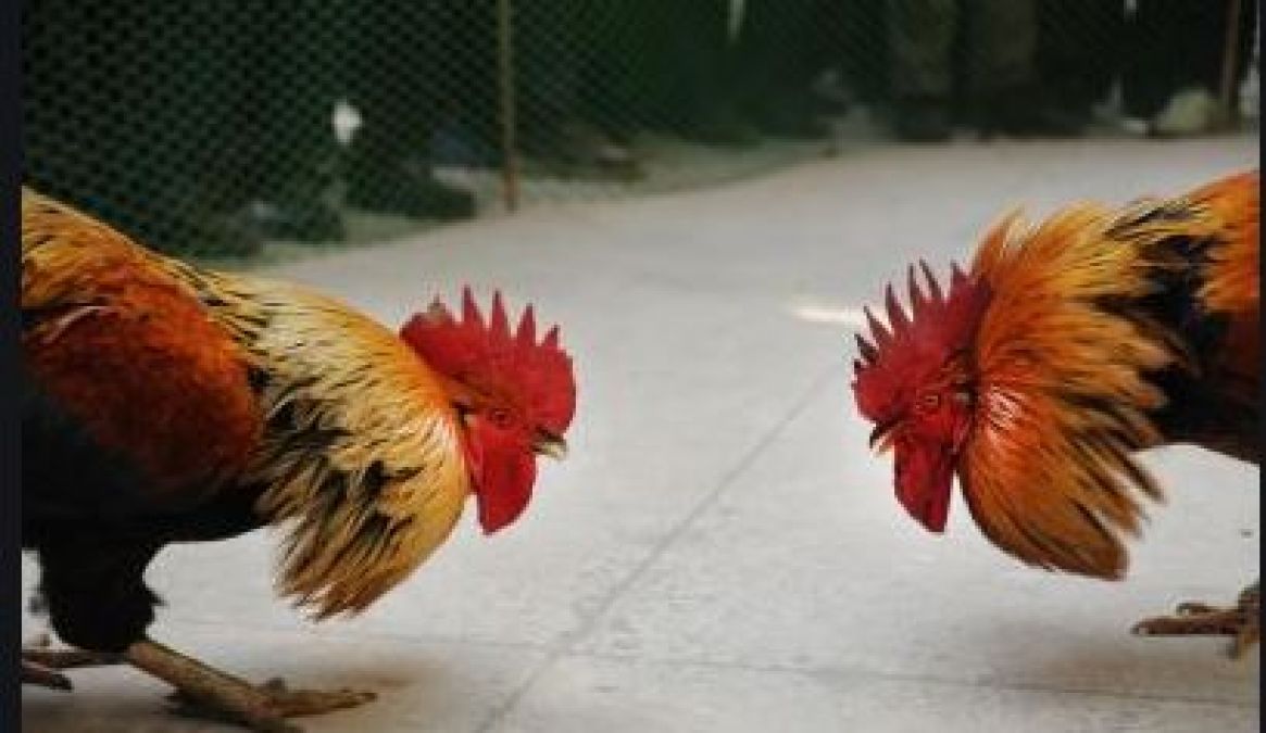 Neighbour killed pet chicken, police arrested